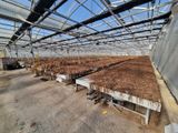 une grande serre où poussent de nombreuses plantes