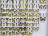 de nombreux papillons exposés dans une boîte