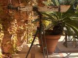 un appareil photo posé sur un trépied à côté d'une plante en pot