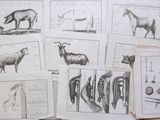 many different types of animal drawings on a table