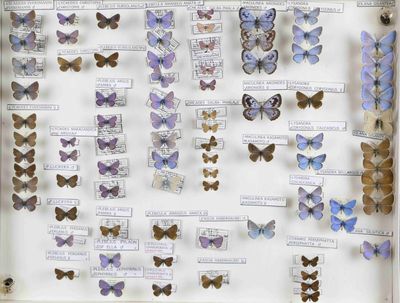 de nombreux types de papillons différents présentés dans une vitrine