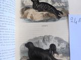 deux illustrations de phoques sur les pages d'un livre