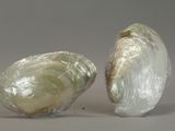 two shells are wrapped in plastic and sitting on a table