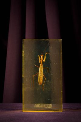 a close up of a bug in a glass box on a table