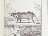 a book with a picture of a cat on it