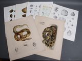 quatre cartes sur lesquelles sont représentés un serpent et d'autres animaux