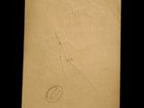 an old book with a drawing of a bird on it