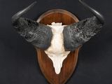 une tête de taureau fixée sur une plaque en bois accrochée au mur