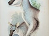an old book with a picture of a kangaroo and a baby kangaroo