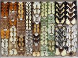 many different types of butterflies displayed in a display