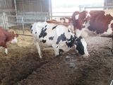several cows in a pen eating hay from the ground
