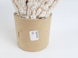 une plante posée dans une tasse sur une table