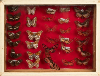 many different types of butterflies displayed in a display case