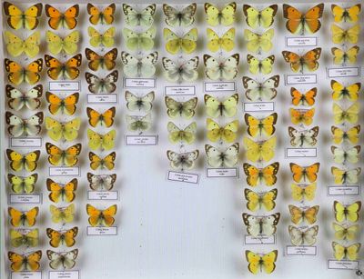 de nombreux types de papillons différents présentés dans une vitrine