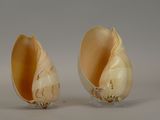 two pieces of shell sitting on a white surface