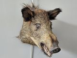 a stuffed boar head mounted on the wall of a bathroom