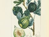 a drawing of a fig on a branch of a tree