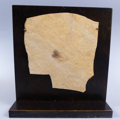 Fossiles de collection. Rare plume d’oiseau fossile.