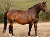 un cheval qui se tient dans un pré