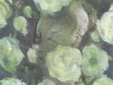 an oil painting of a bunch of white flowers in a vase