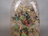 une cloche en verre contenant un oiseau