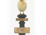 un petit oiseau perché au sommet d'un dôme en verre