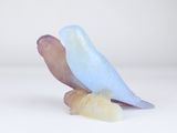 a blue bird that is sitting on top of a rock