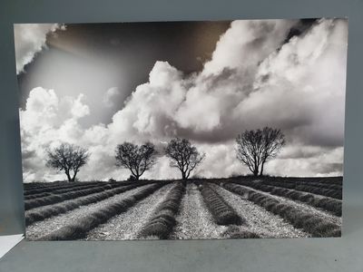 une photo en noir et blanc représentant trois arbres dans un champ