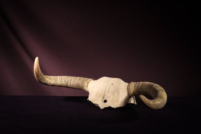 skull of a bull with long horns on a purple background