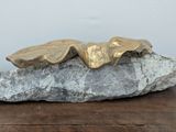a rock with two gold shells on it on a table