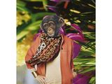 an image of a monkey wearing a jacket and scarf on top of a tree