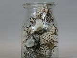 a glass jar with shells in it on a white surface