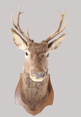 the head of a deer with antlers on a gray background