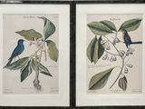two framed pictures of birds sitting on a tree branch