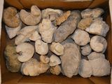 a cardboard box filled with shells on a table