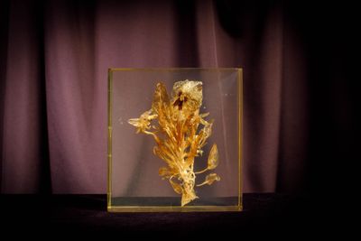 une image représentant une boîte en verre contenant une plante séchée