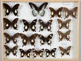 de nombreux papillons exposés dans un cadre