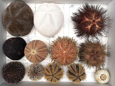 many different types of sea urchins in a box