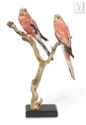 pair of pink birds perched on a branch on a white background