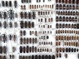 a lot of bugs that are on the wall