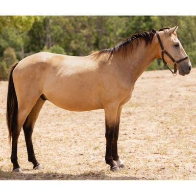 un cheval qui se tient dans un champ, avec des arbres en arrière-plan