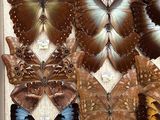 many different types of butterflies displayed in a box