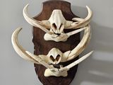 a wall mounted animal skull mounted on a wooden plaque