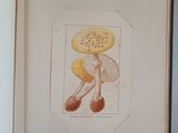 a picture of a book with a picture of a mushroom on it