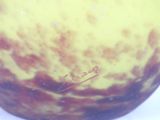 a close up of a yellow vase on a white table