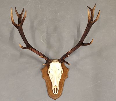 une photo d'un crâne de cerf accroché au mur