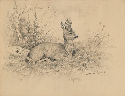 dessin représentant un cerf couché dans l'herbe près d'un buisson