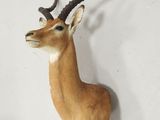 une tête de cerf fixée au mur d'une pièce