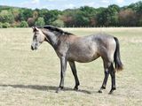 a horse that is standing in a field of grass