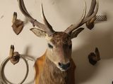 a deer head mounted on a wall next to other items